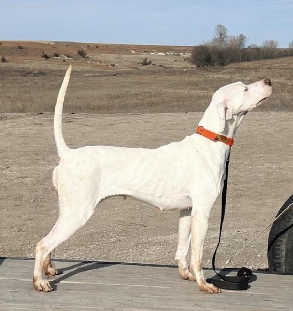English Pointer