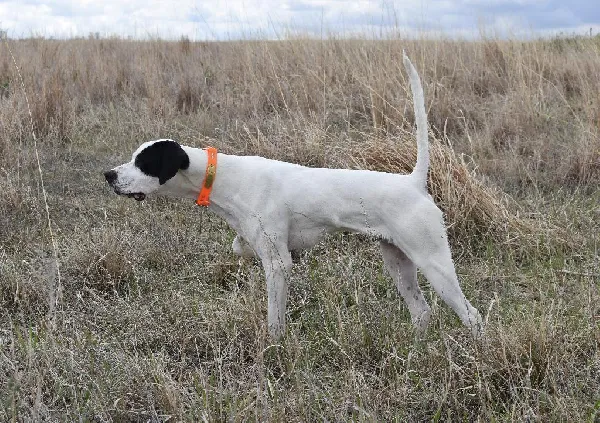 BLACKHAWK/MILLER PUPS English Pointer