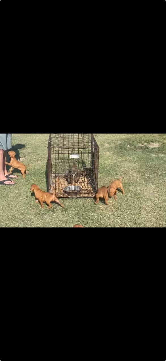 Hungarian Vizsla