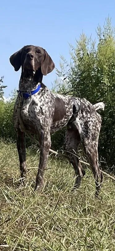 German Shorthaired Pointer