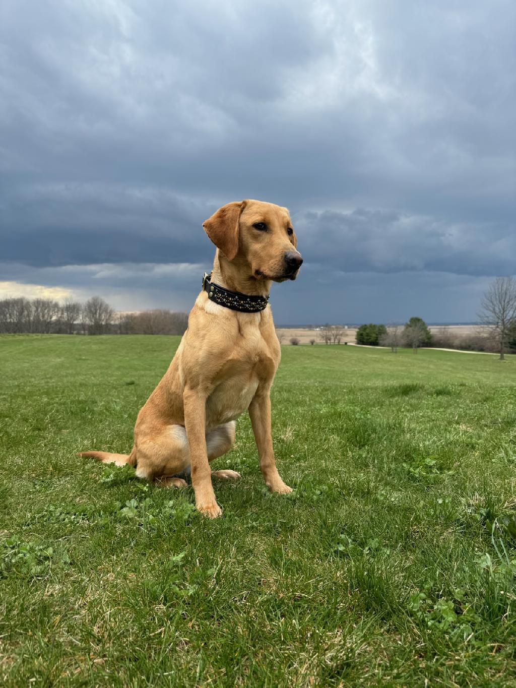 VANNA 2 YEAR OLD SEASONED YELLOW LAB