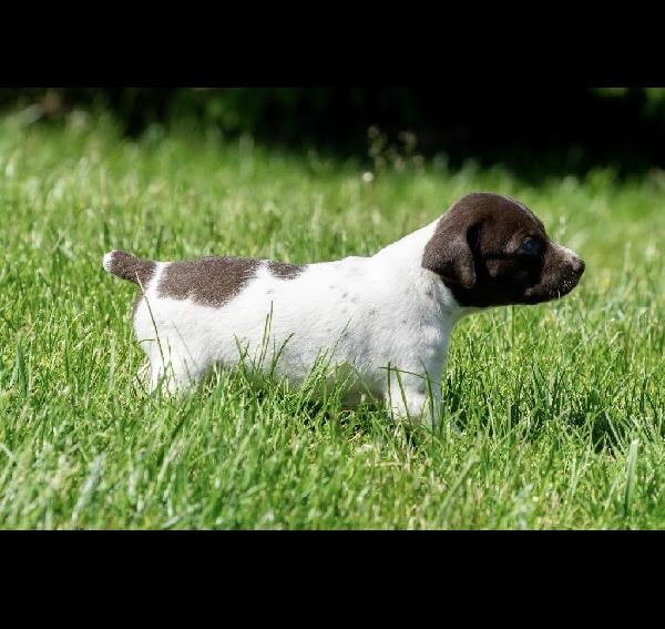 German Shorthaired Pointer