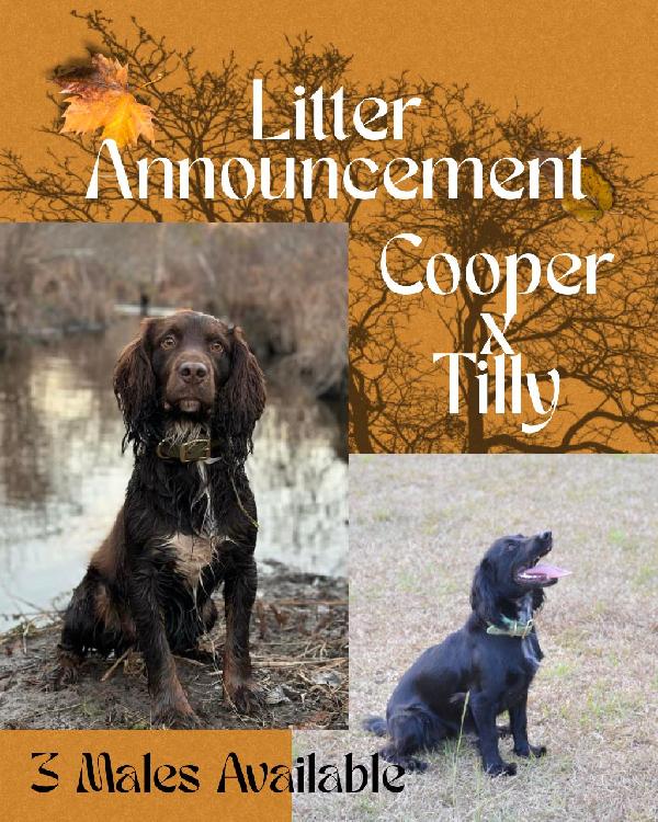 English Cocker Spaniel