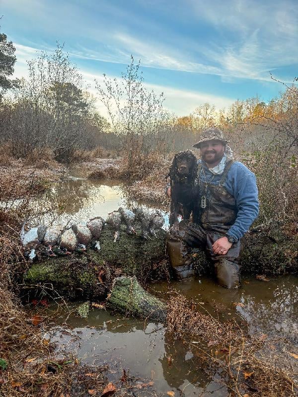 English Cocker Spaniel