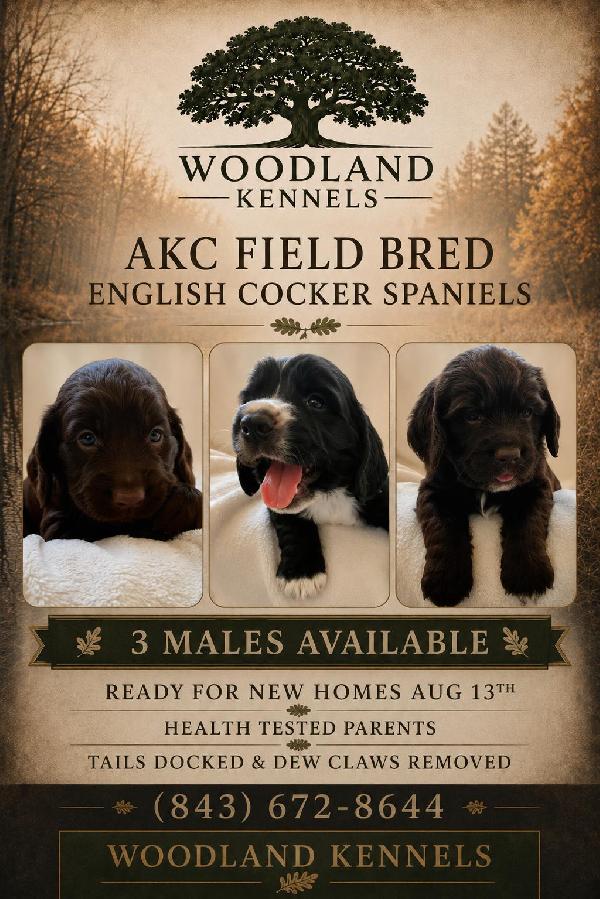 English Cocker Spaniel