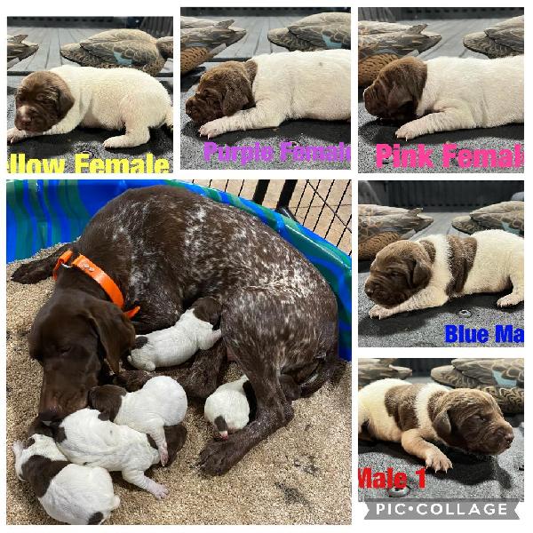 German Shorthaired Pointer