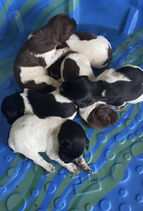 German Shorthaired Pointer