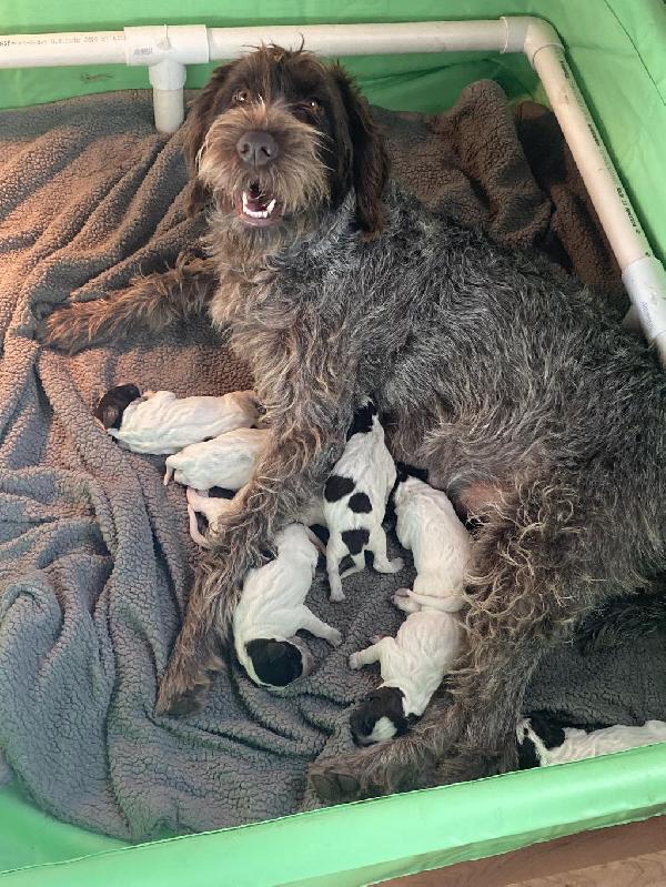 Wirehaired Pointing Griffon