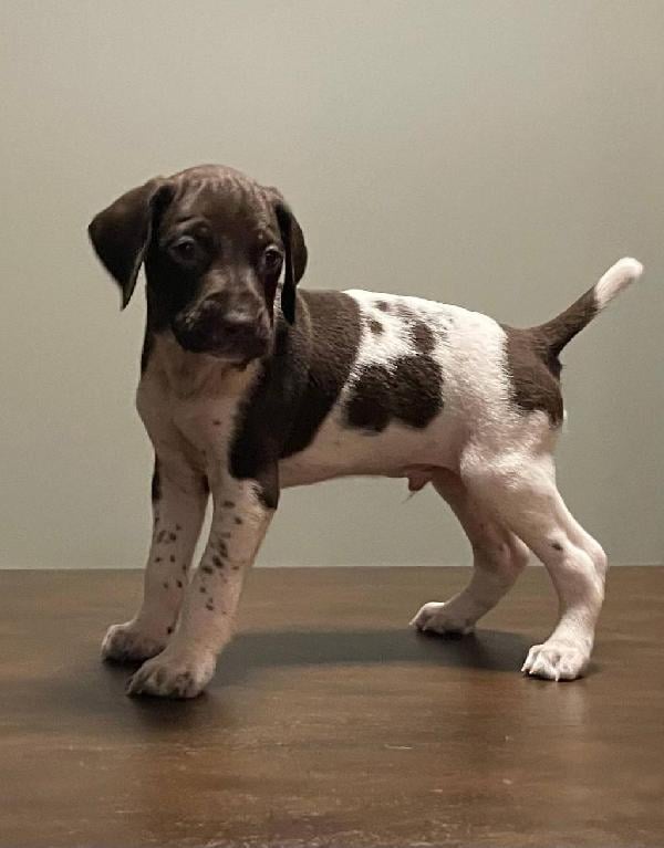German Shorthaired Pointer