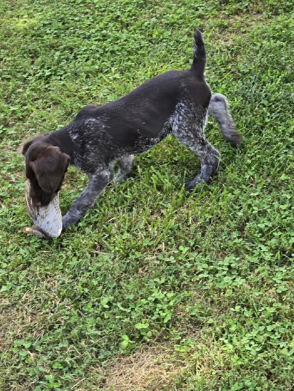 German Wirehaired Pointer