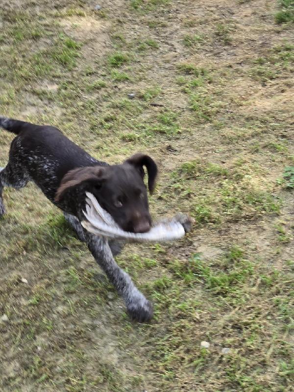 German Wirehaired Pointer