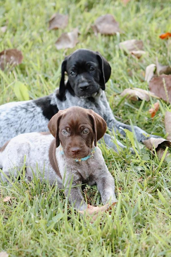 AKC GERMAN SHORTHAIRED POINTER PUPPIES