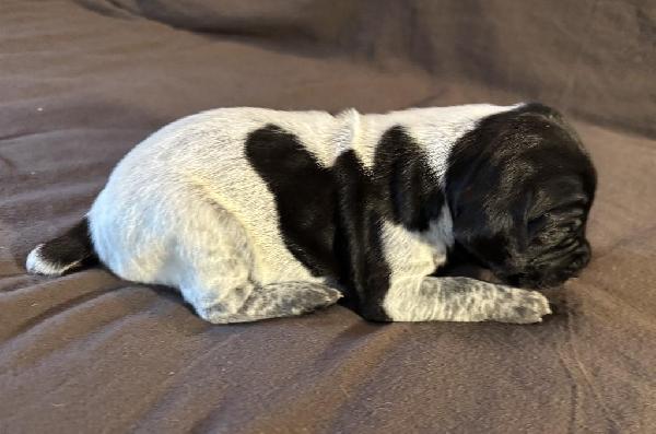 German Shorthaired Pointer