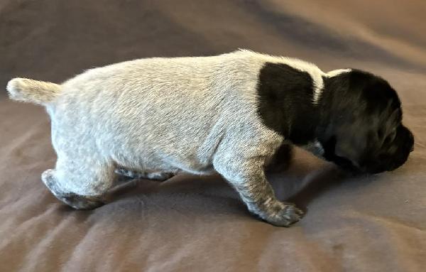 German Shorthaired Pointer