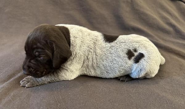 German Shorthaired Pointer