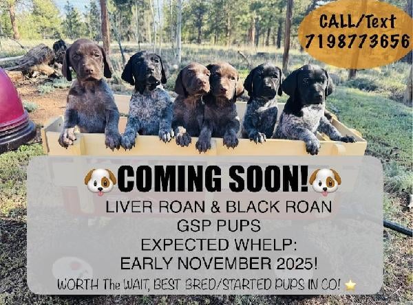 WORTH THE WAIT FOR THE BEST GSP PUPS EVER! German Shorthaired Pointer