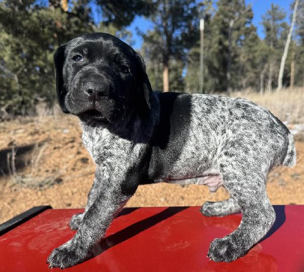 AKC CHAMPION GSP BLACK ROAN MALE ‘SPUD’ German Shorthaired Pointer