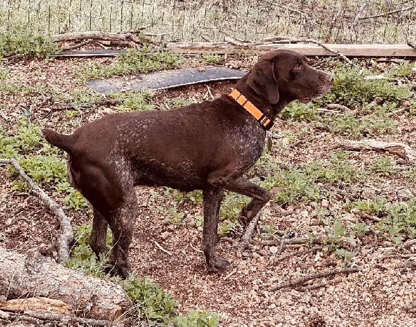 German Shorthaired Pointer