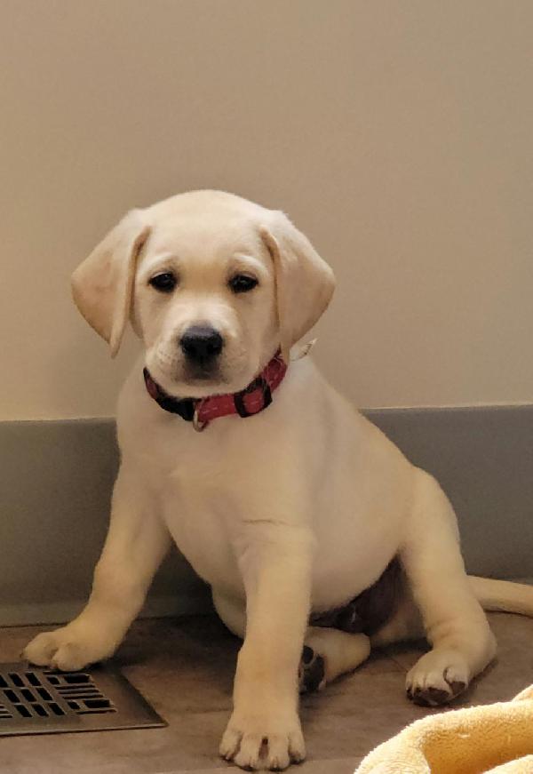 AKC YELLOW LAB