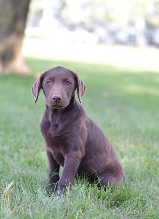 AMERICAN LAB PUPPIES
