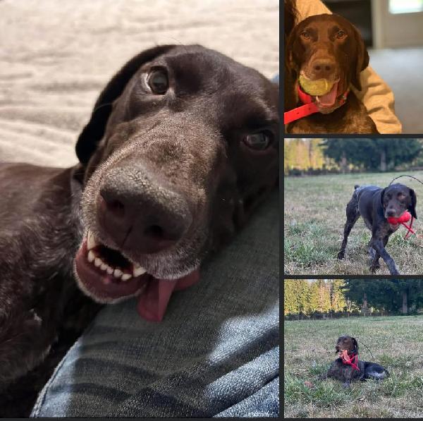 German Shorthaired Pointer