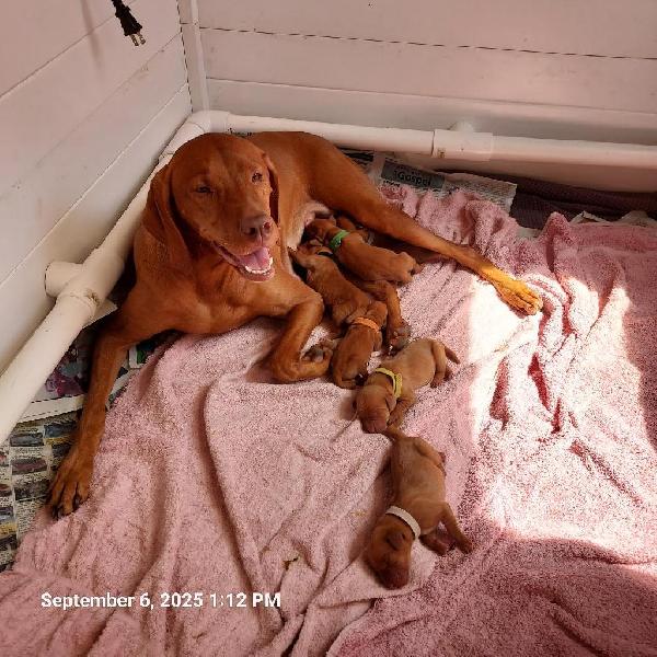Hungarian Vizsla