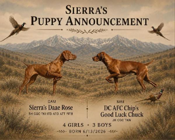 VIZSLA PUPS Hungarian Vizsla