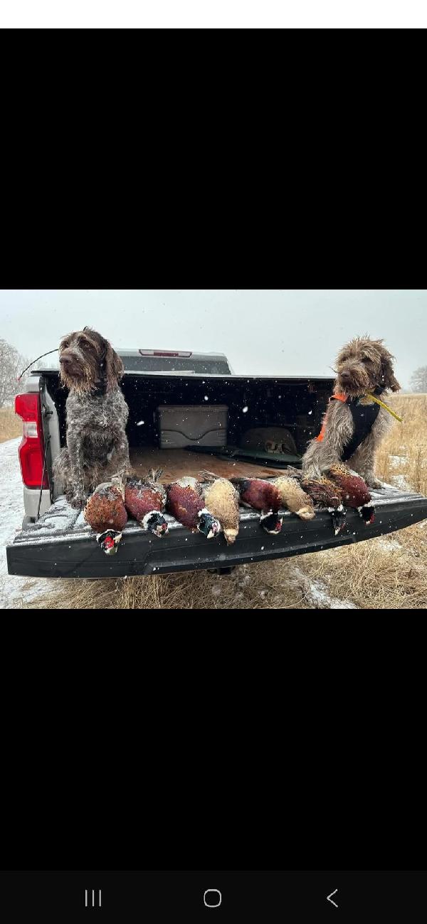 Wirehaired Pointing Griffon
