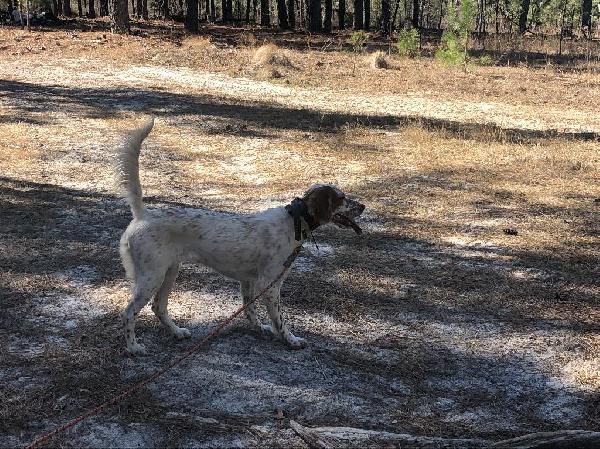 English Setter