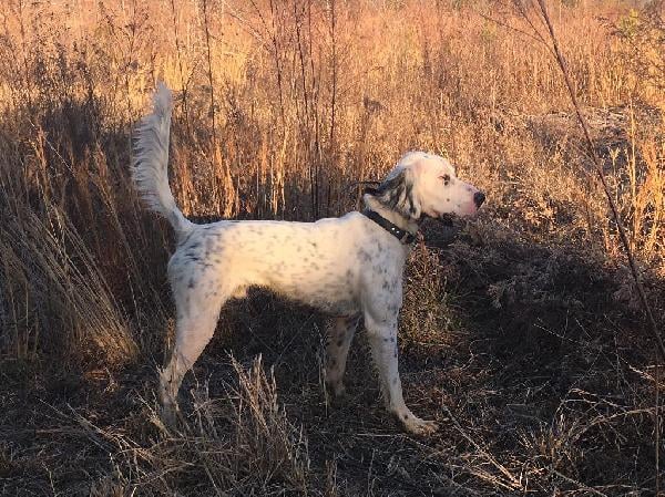 English Setter