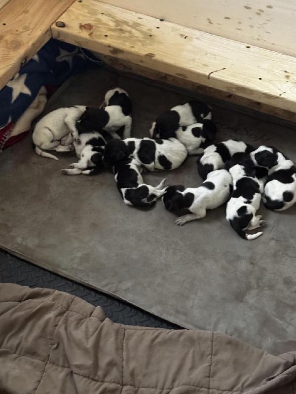 German Wirehaired Pointer