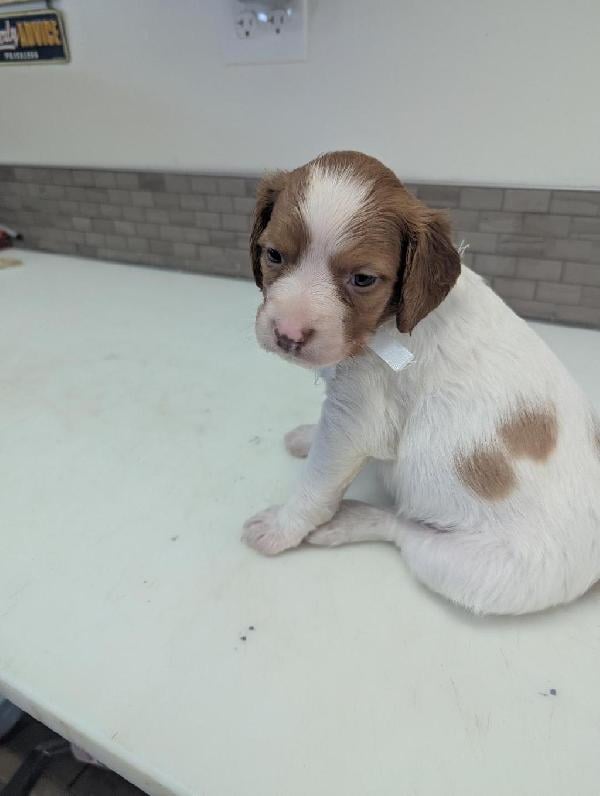 American Brittany