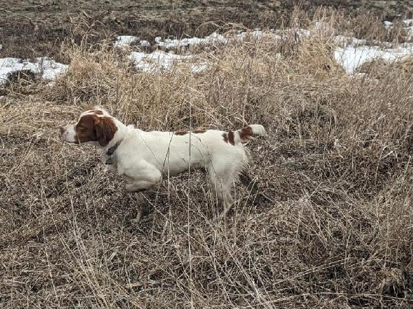 American Brittany