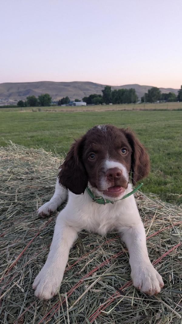 American Brittany