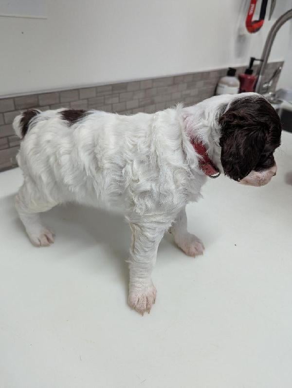 BRITTANY PUPPIES-AVAILABLE 1/16/26 American Brittany