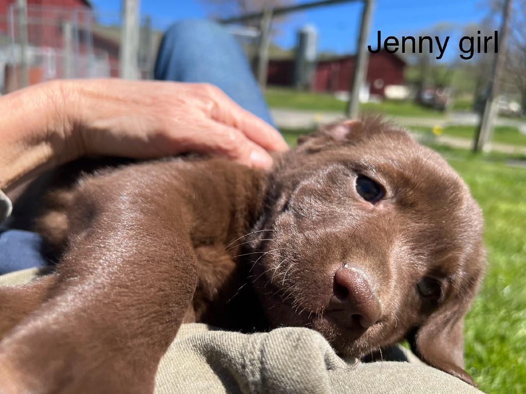 Akc labrador puppies hotsell