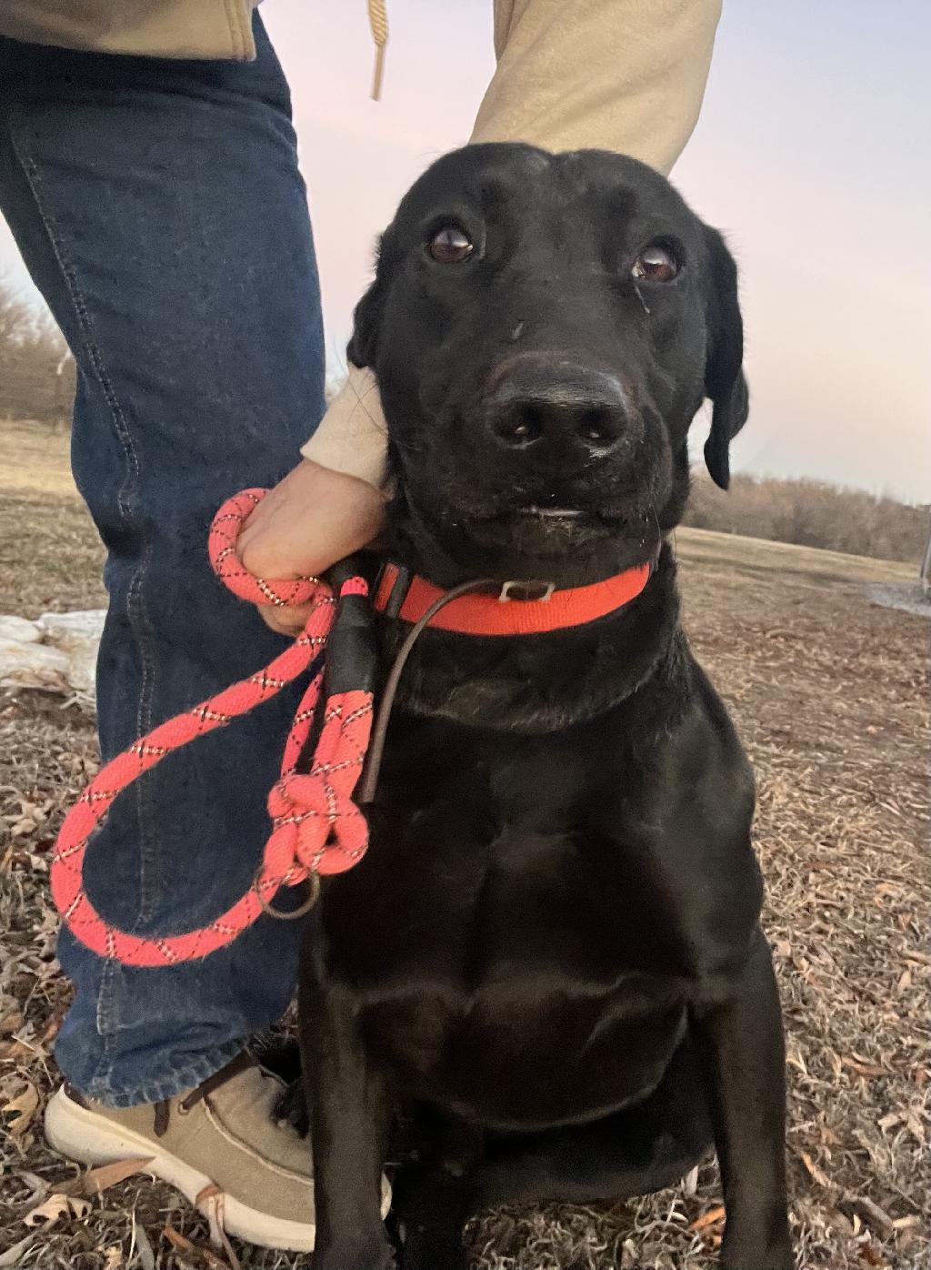 Black Lab