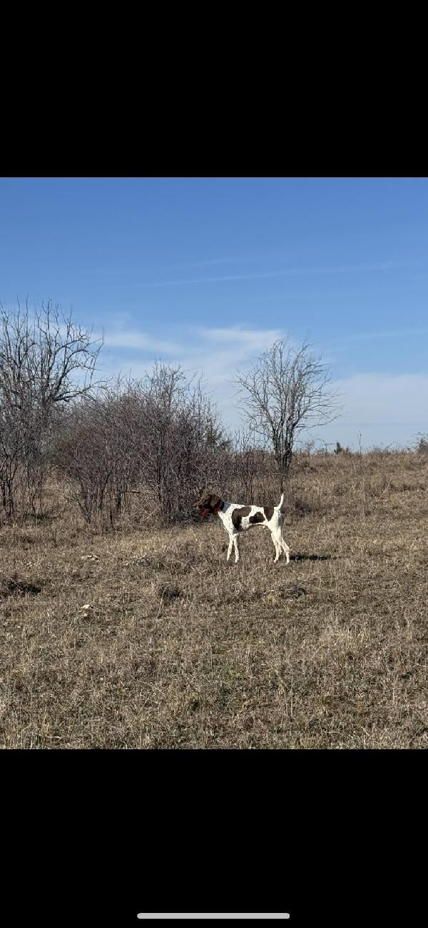 German Shorthaired Pointer