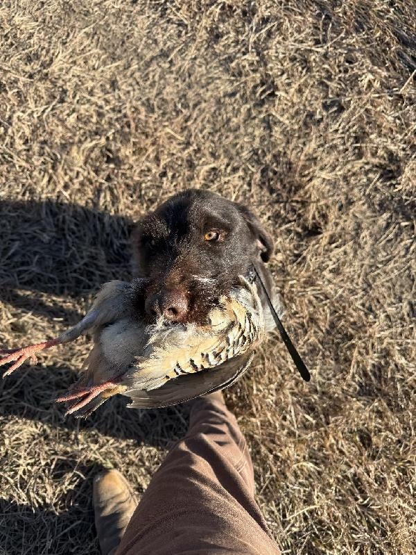 STARTED GWP!! German Wirehaired Pointer