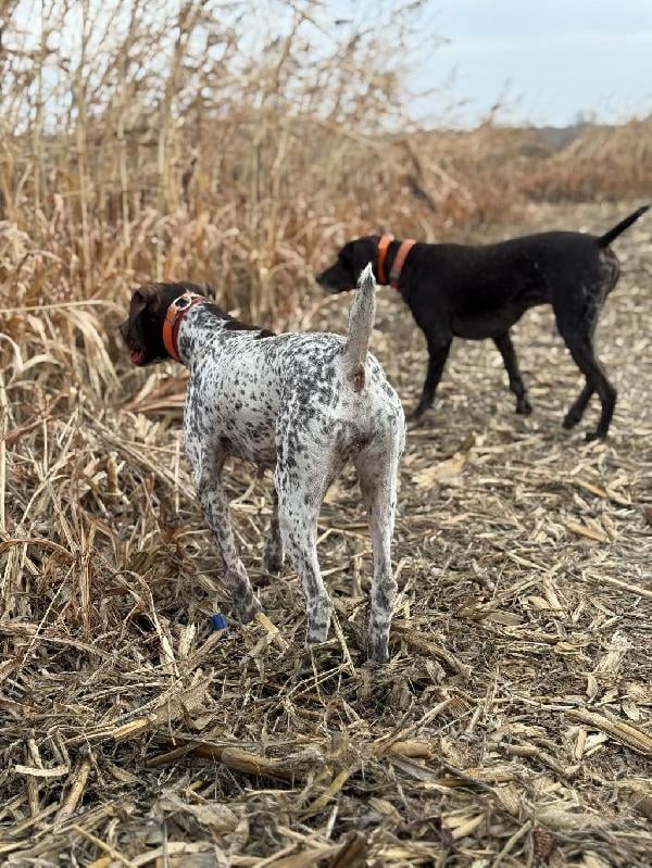 German Shorthaired Pointer