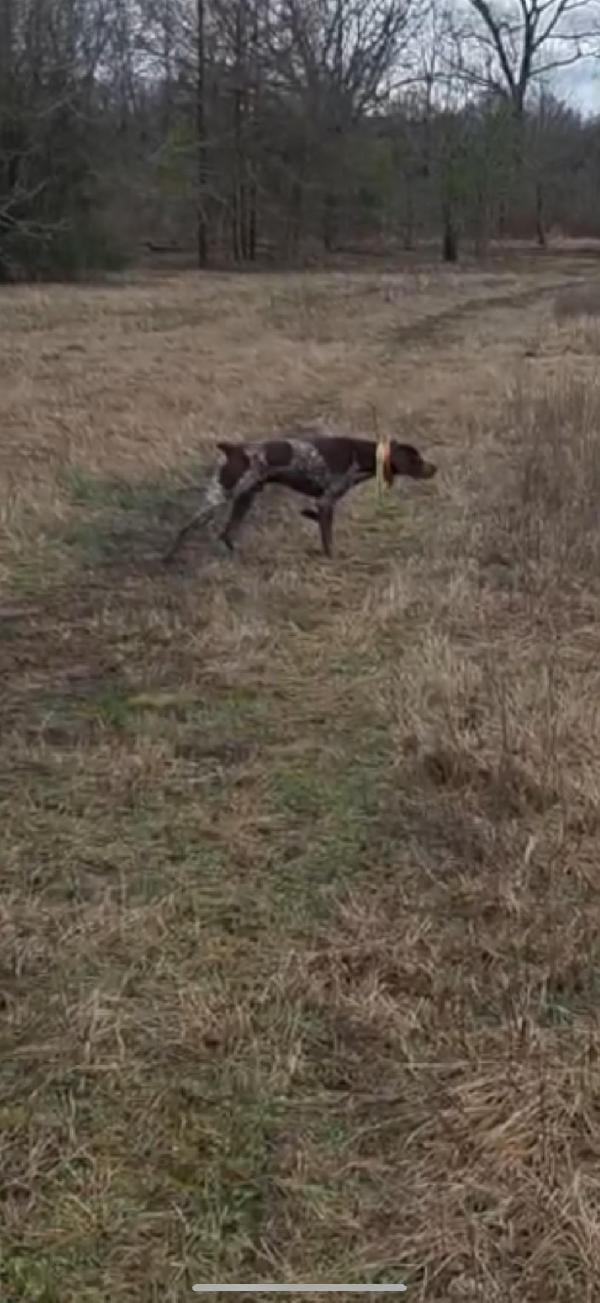 German Shorthaired Pointer