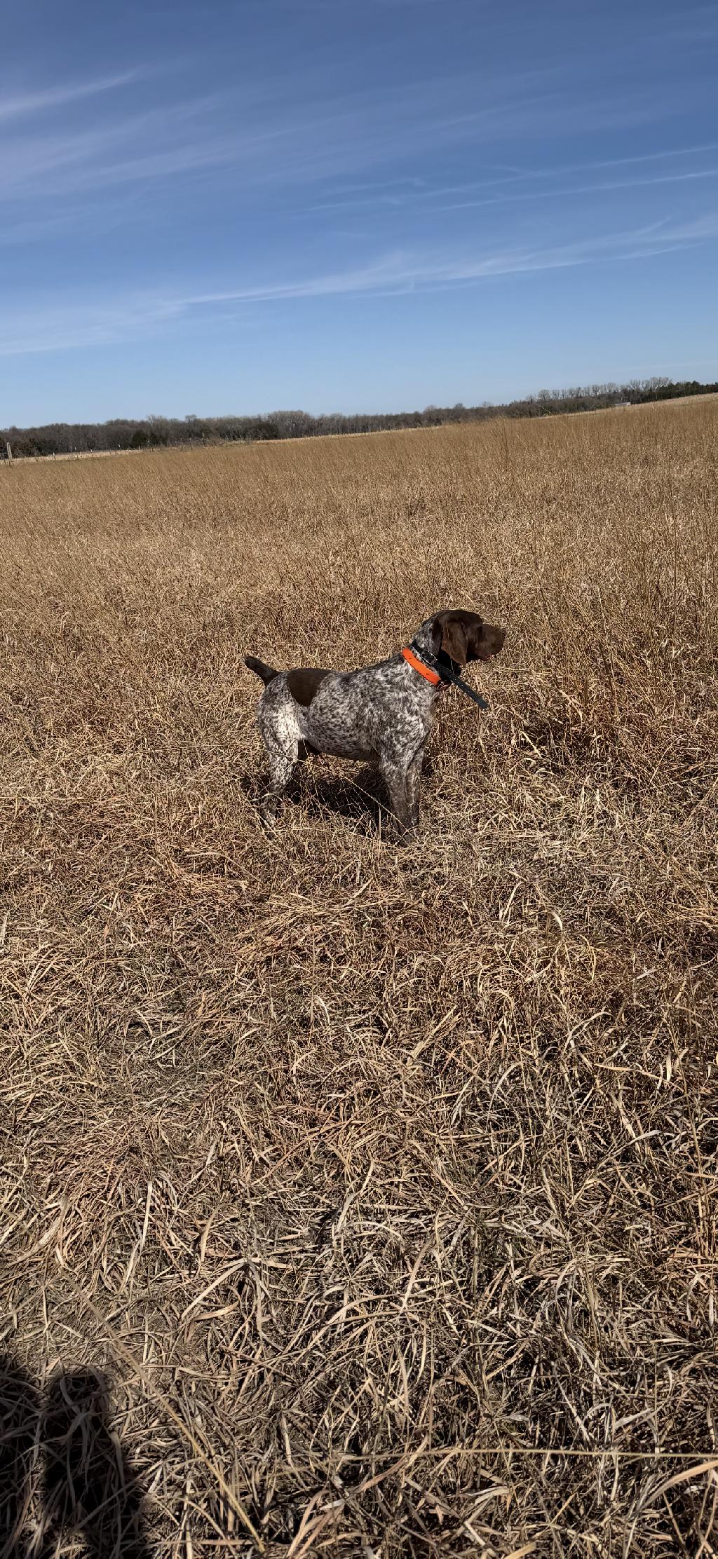 NICE STARTED 3 YO GSP German Shorthaired Pointer