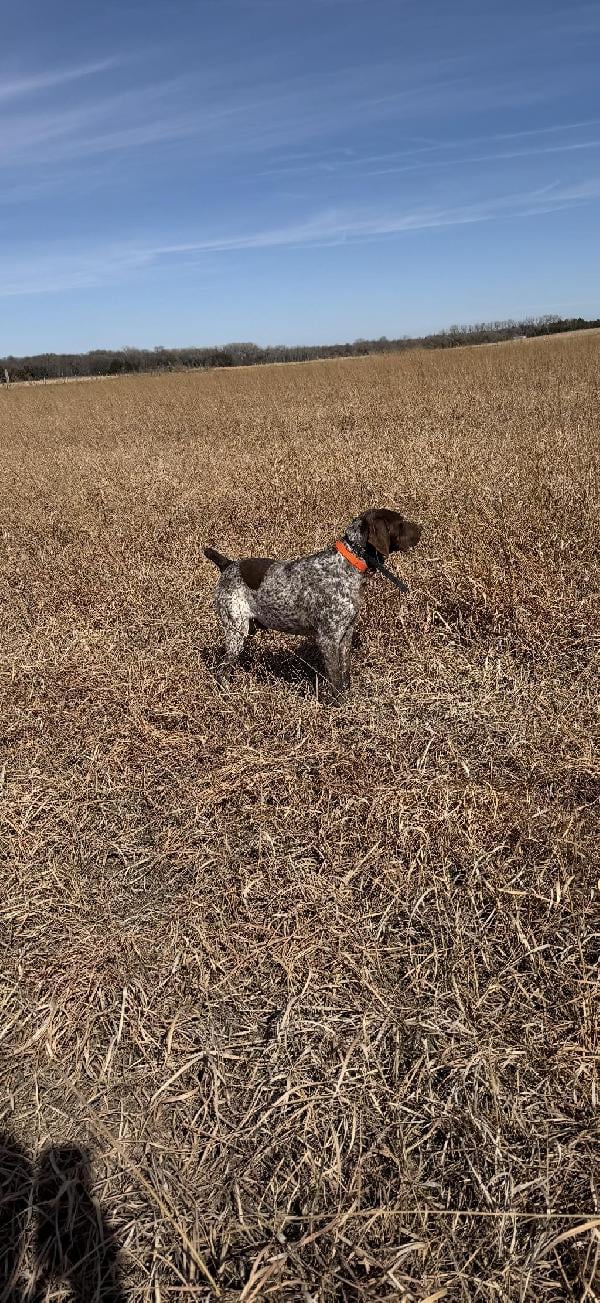 German Shorthaired Pointer