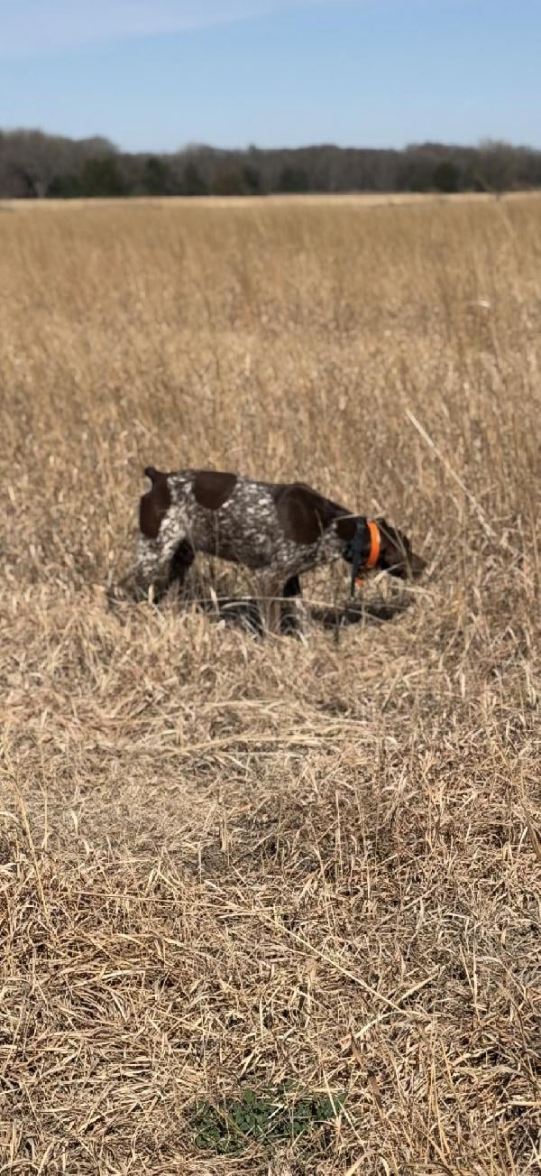 German Shorthaired Pointer