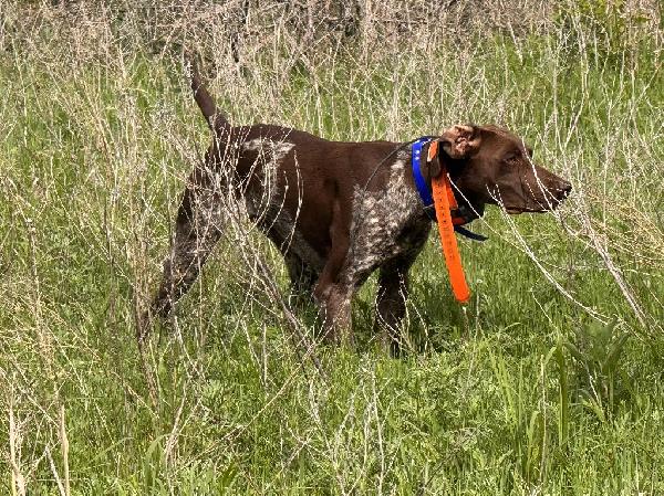 German Shorthaired Pointer