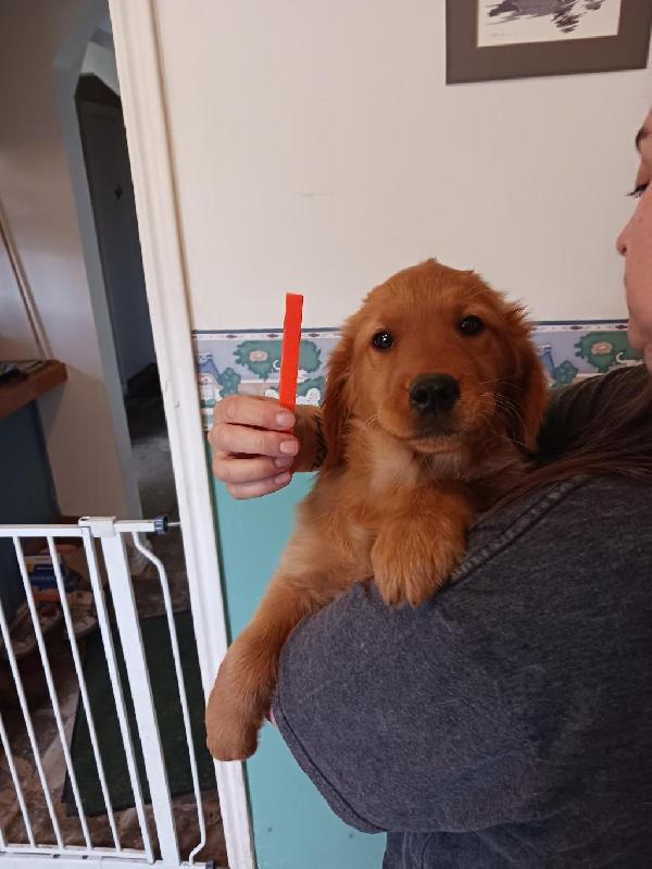AKC GOLDEN RETRIEVER PUPPIES Golden Retriever