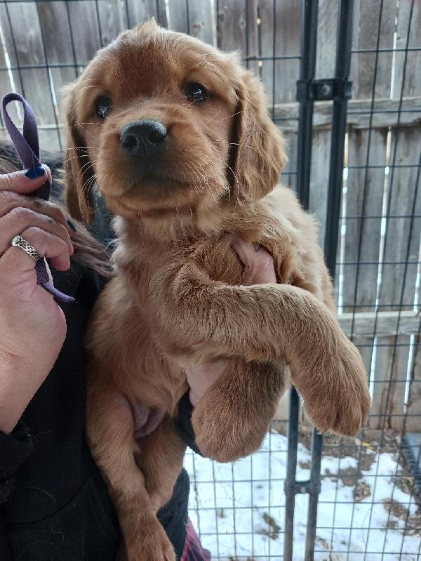 AKC Golden Retriever Puppies Wisconsin