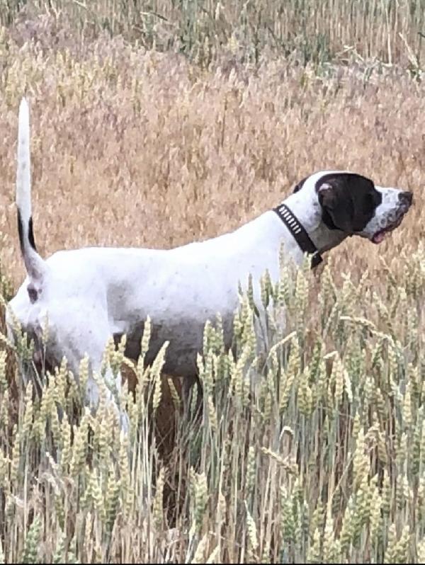SPRING LITTER PLANNED English Pointer