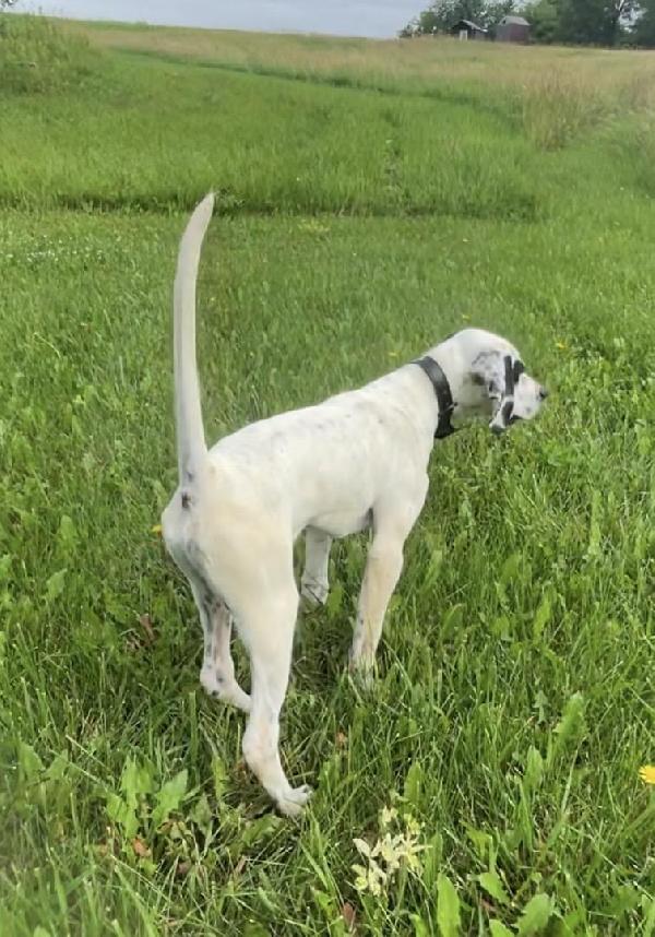 English Pointer