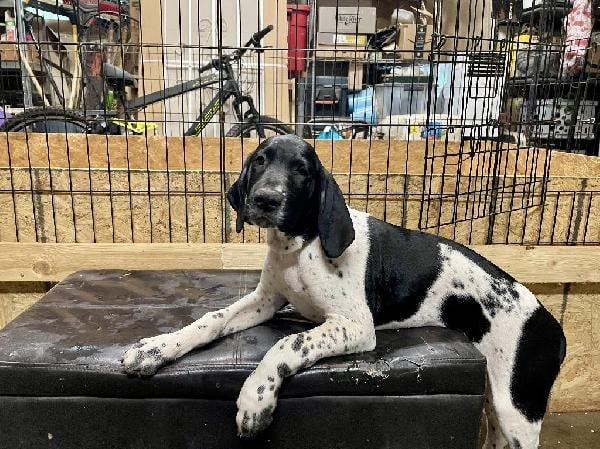 German Shorthaired Pointer